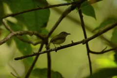 Oncostoma cinereigulare