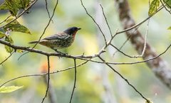 Ixothraupis rufigula