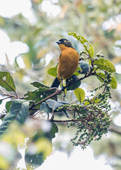 Anisognathus lacrymosus