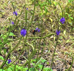 Xylocopa lateritia