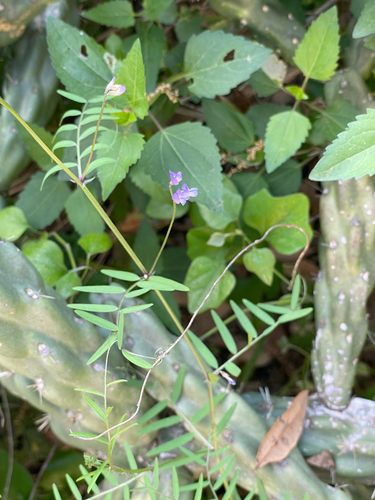 Vicia ludoviciana