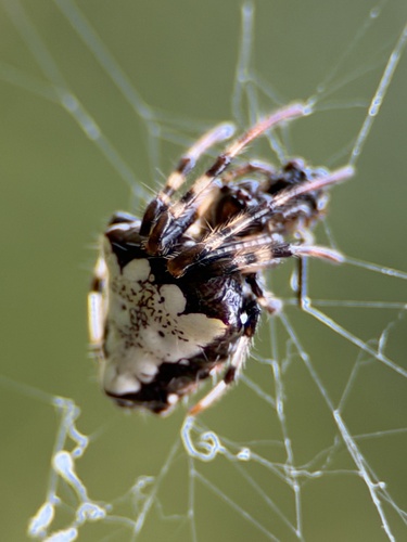 Arrowhead Orbweaver