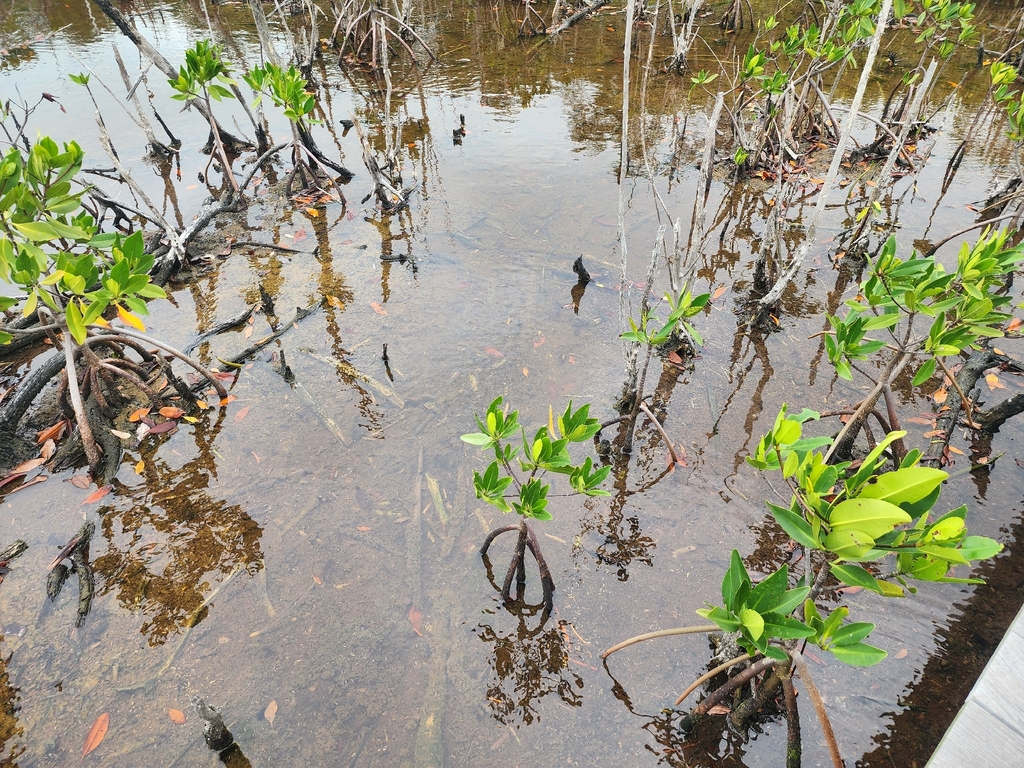 Rhizophora mangle; photograph (c) Kaden Slone, some rights reserved (CC BY)