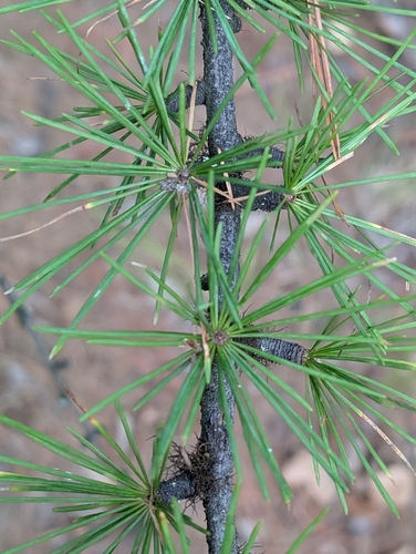 western larch