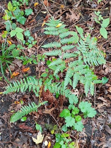 eagle fern