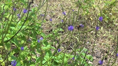 Xylocopa lateritia