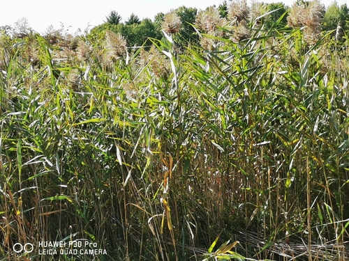 common reed