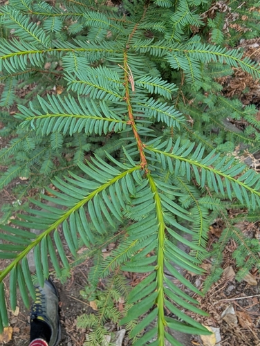 Pacific yew
