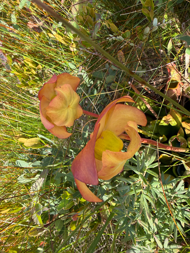 purple pitcher plant