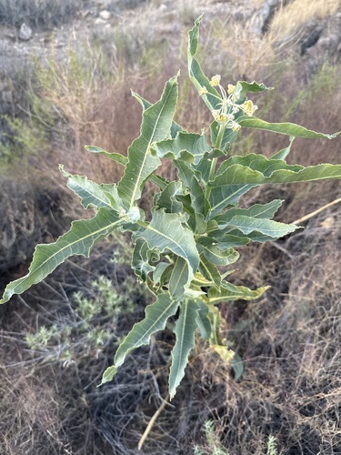 desert milkweed