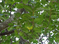 Magnoliopsida