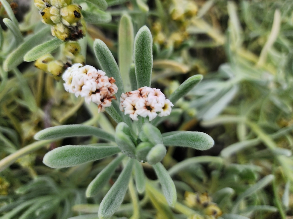 Tournefortia gnaphalodes; photograph (c) Kaden Slone, some rights reserved (CC BY)