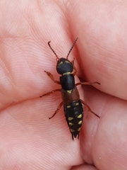 Staphylinus erythropterus