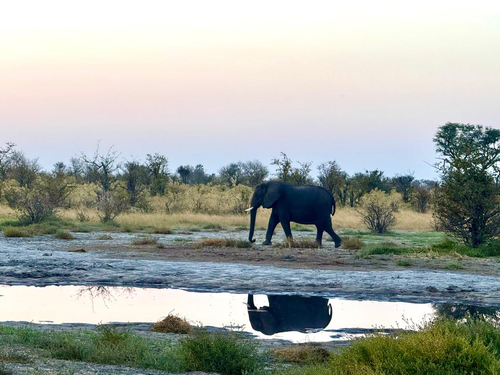 African Savanna Elephant