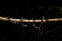 Tropidodipsas fasciata