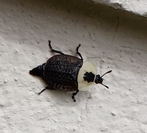 American Carrion Beetle