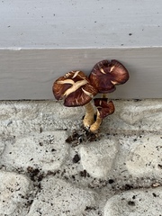 Gymnopilus luteofolius