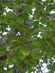 Magnoliopsida