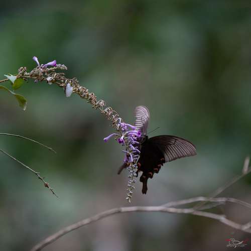 Lindley's Butterflybush