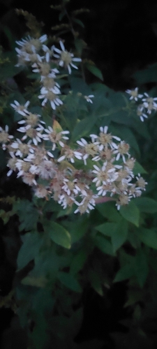 flat-top white aster