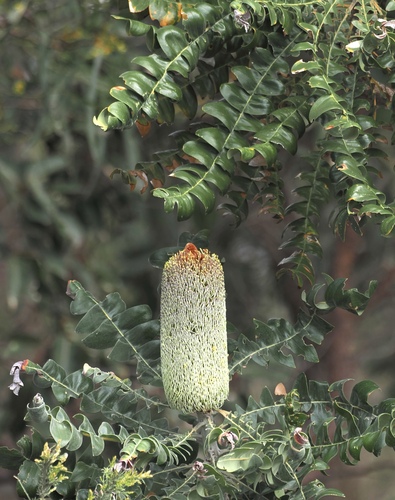 Banksia grandis, photograph 2