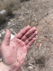 Eragrostis curvula, photograph author not stated, no rights reserved