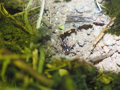 Oedignatha scrobiculata