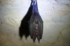 Rhinolophus luctus