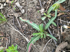 Nothocalais cuspidata