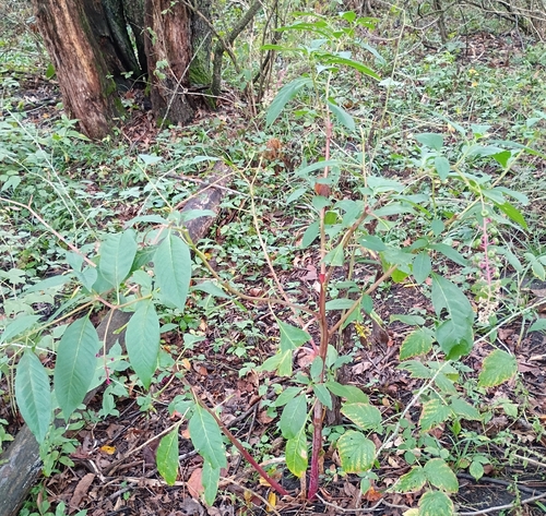 American pokeweed