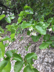 Styrax platanifolius