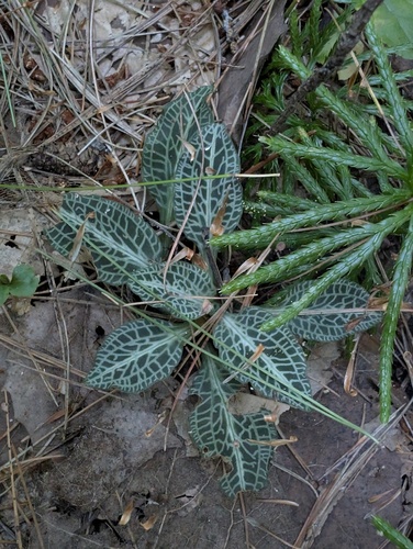 downy rattlesnake plantain