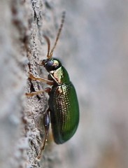Crepidodera fulvicornis
