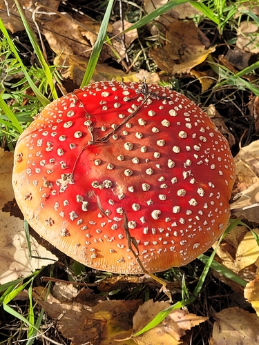 Fly Agaric
