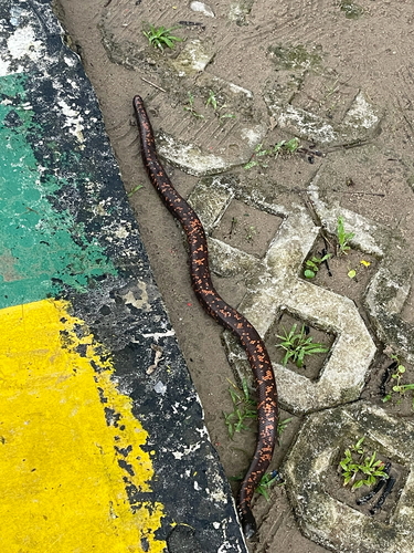 African Burrowing Python