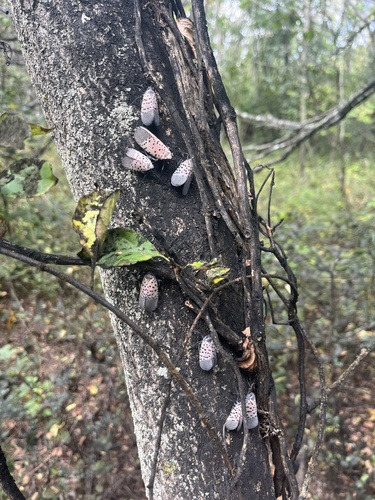Spotted Lanternfly