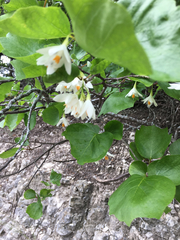 Styrax platanifolius