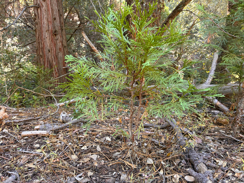iNaturalist observation photo of California incense-cedar