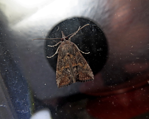 Green Cloverworm Moth