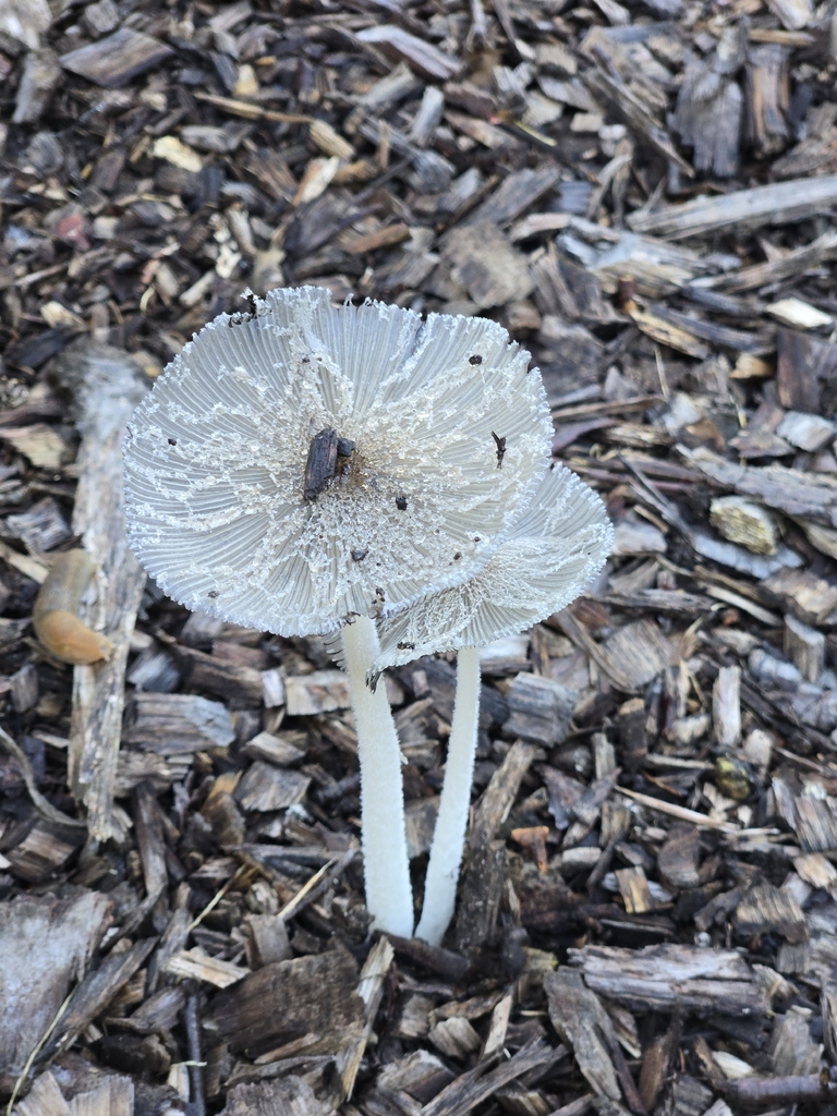 hare's foot inkcap · September 2026 · photo: Photo: no rights reserved · iNaturalist