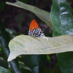 Drupadia ravindra moorei