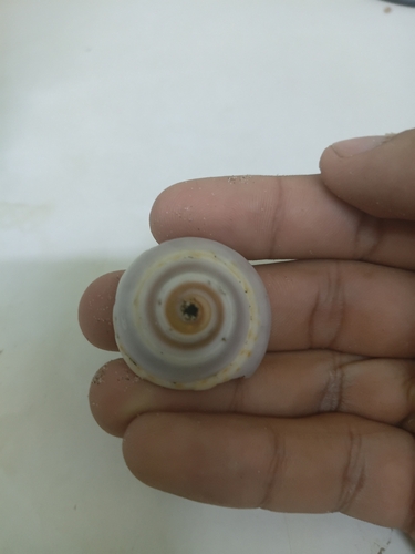 Architectonica nobilis, 2026-09-19
