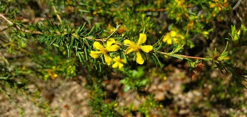 Peelbark St. Johnswort (Hypericum fasciculatum)
