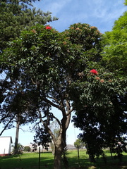 Corymbia ficifolia