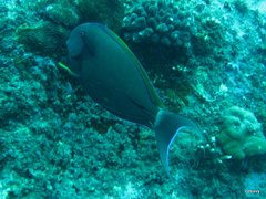 Acanthurus nigricauda