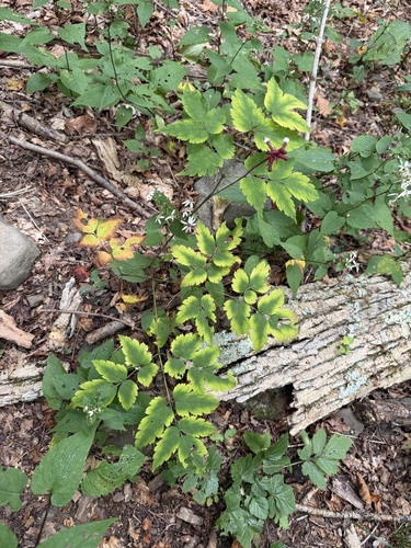white baneberry