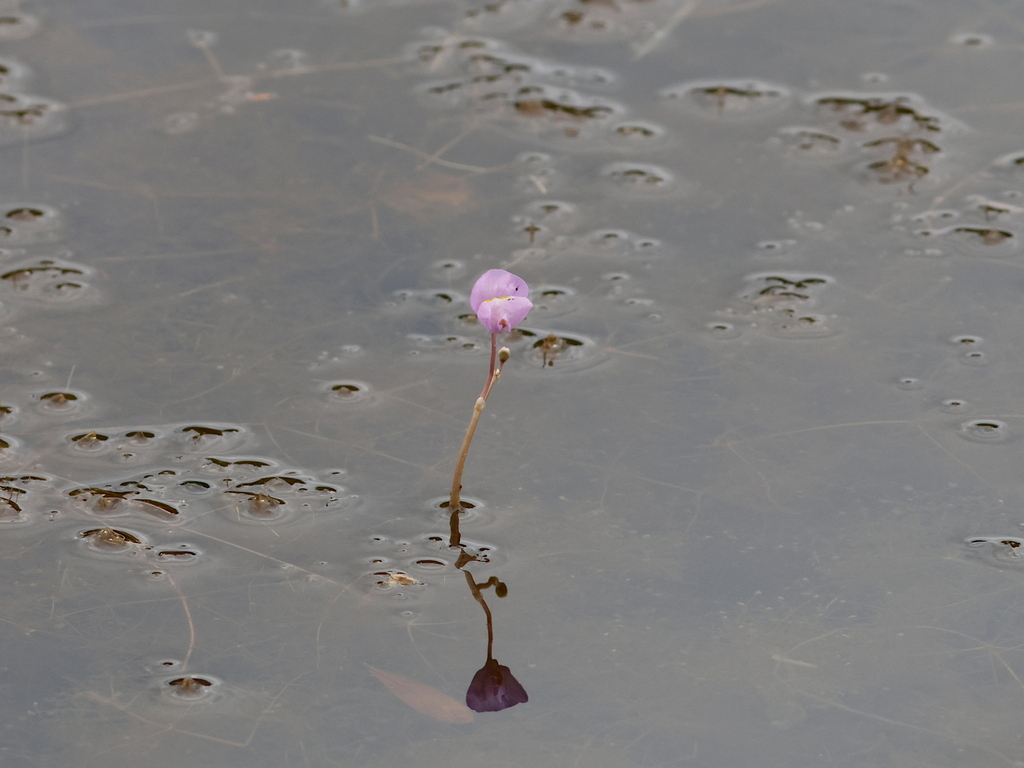 Utricularia purpurea; photograph (c) Dan Riley, some rights reserved (CC BY)