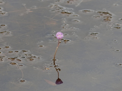 Utricularia purpurea