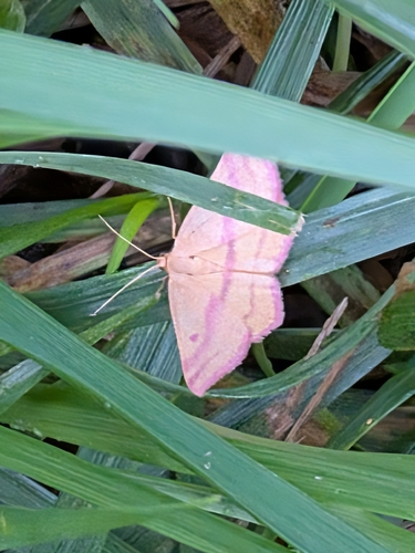 Chickweed Geometer Moth