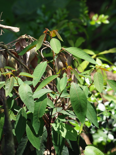 Triadica cochinchinensis, photograph 2